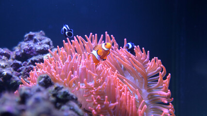Pez payaso refugiada en una anémona 