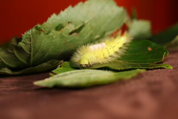 Calliteara pudibunda