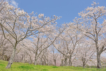 ソメイヨシノの桜並木