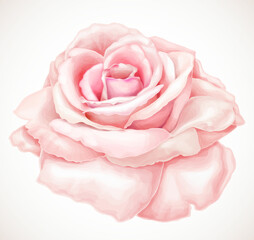 Gorgeous Pink Rose. Vector Illustration.