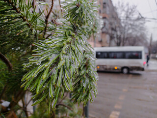 Pine tree branches covered with hoar frost in winter
