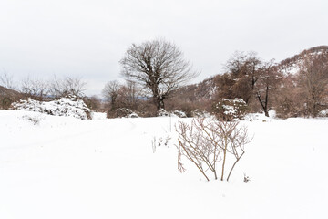 Mountain forest covered with snow