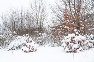 Mountain forest covered with snow