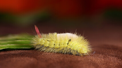 Calliteara pudibunda