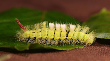 Calliteara pudibunda