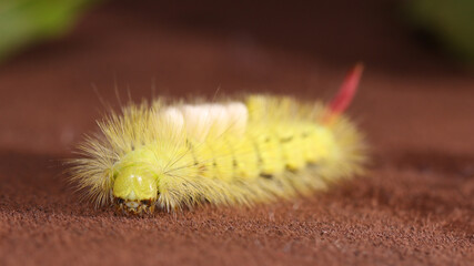 Calliteara pudibunda
