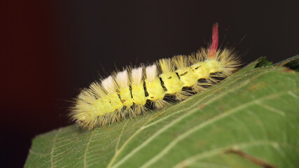 Calliteara pudibunda