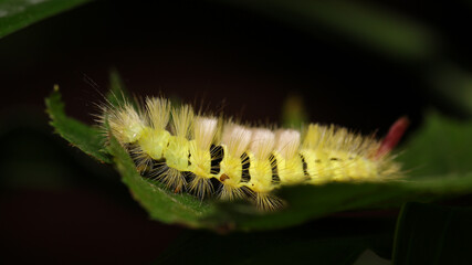 Calliteara pudibunda