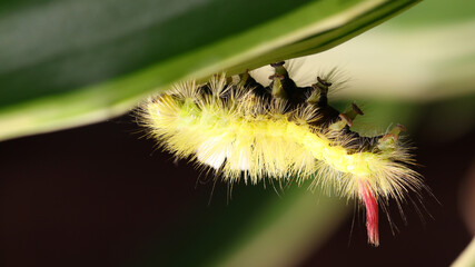 Calliteara pudibunda