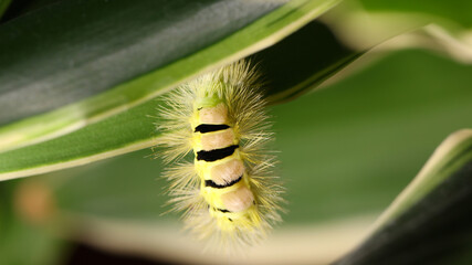 Calliteara pudibunda