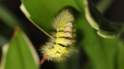 Calliteara pudibunda