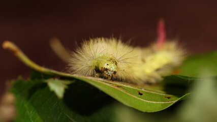 Calliteara pudibunda