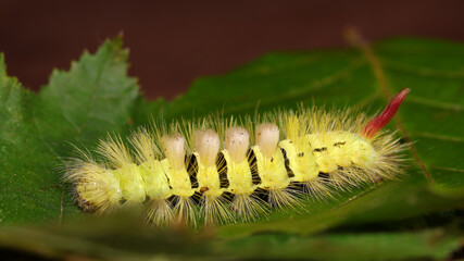 Calliteara pudibunda