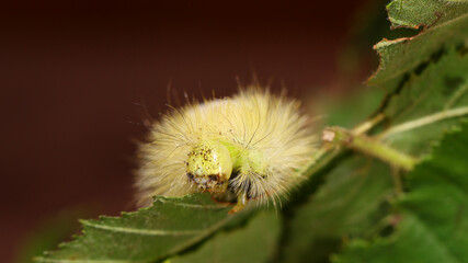 Calliteara pudibunda