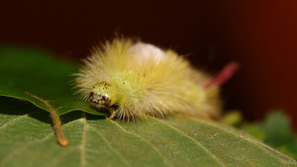 Calliteara pudibunda