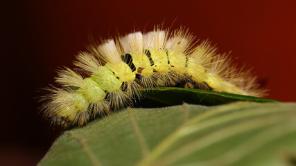 Calliteara pudibunda