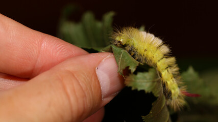 Calliteara pudibunda