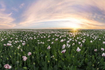 Picturesque view of green field with blooming flowers at sunrise