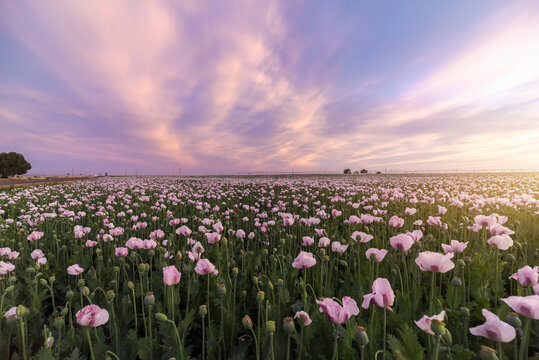 Picturesque view of green field with blooming flowers at sunrise