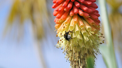 Bee on a Red Hot Poker Kniphofia in full bloom in the garden