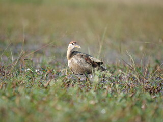 red winged blackbird