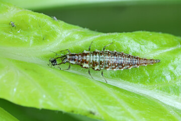 Chrysopidae lacewing larva on a green leaf eating an aphid.