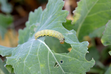 Caterpillar moth of the family Noctuidae - owlet moths, ermyworm on winter oilseed rape leaf. It is a dangerous pest.