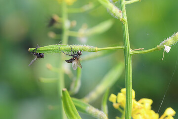 Cabbage fly (also cabbage root fly, root fly or turnip fly) - Delia radicum kiled by parasitic fungus - Entomophthora muscae.