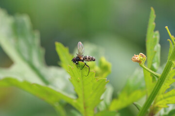 Cabbage fly (also cabbage root fly, root fly or turnip fly) - Delia radicum kiled by parasitic fungus - Entomophthora muscae.