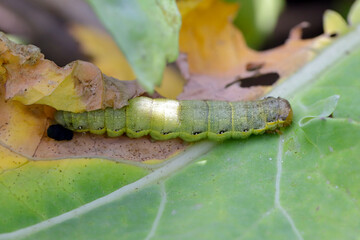 Caterpillar moth of the family Noctuidae - owlet moths, ermyworm on winter oilseed rape leaf. It is a dangerous pest.