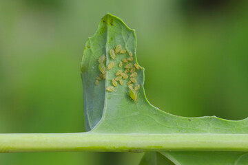 Myzus persicae, known as the green peach aphid or the peach-potato aphid, is a small green aphid...