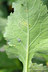 Brevicoryne brassicae, commonly known as the cabbage aphid and Myzus persicae, known as the green peach aphid or the peach-potato aphid on rapeseed leaf.