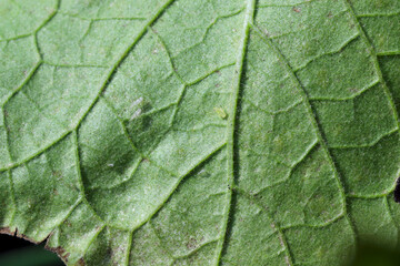 Eggplant also called aubergine or brinjal (Solanum melongena) damaged by leafhoppers Eupteryx atropunctata (larva visible).