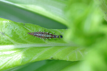 Chrysopidae lacewing larva on a green leaf eating an aphid.