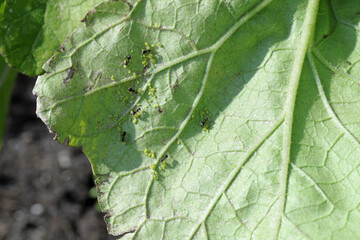 Aphids and ants under the leaf of Eggplant also called aubergine or brinjal (Solanum melongena).