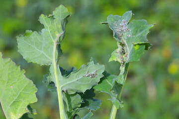 Brevicoryne brassicae, commonly known as the cabbage aphid or cabbage aphis or mealy cabbage aphid...
