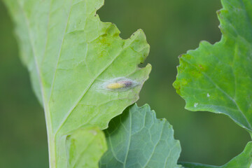 Pupa of Diamond-back moth (Plutella xylostella) on Rapeseed. Migratory insect in the family...