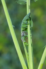 Brevicoryne brassicae, commonly known as the cabbage aphid or cabbage aphis or mealy cabbage aphid on rapeseed leaf.