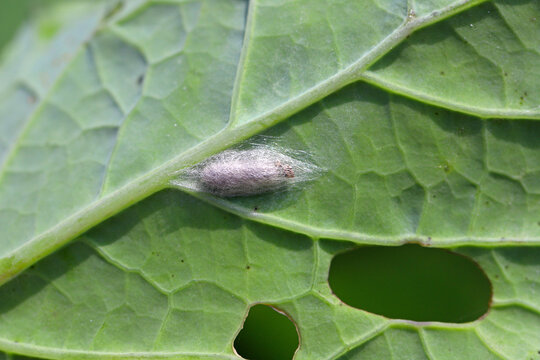 Parasitoid pupa in a pupal sheath under a leaf.