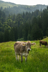Brown cow on green alpine meadow.
