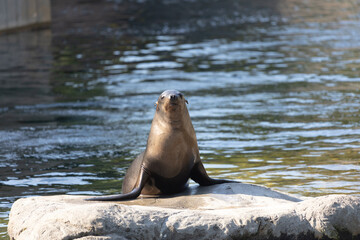 Sea Lion looking at me