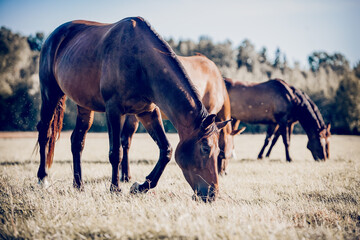 Obraz premium Horses grazing in the field. Rural landscape.
