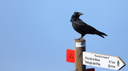 Cuervo en el Roque de los Muchachos, La Palma, Islas Canarias, España