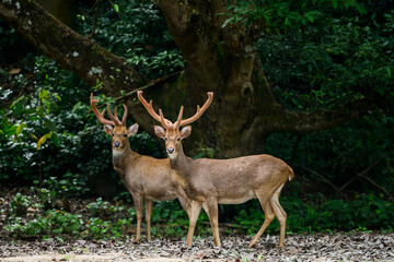 Eld's deer standing on a grassland in a Thai forest.