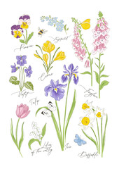 Variety spring flowers botanical hand drawn vector illustration set isolated on white. Vintage romantic cottage garden florals curiosity cabinet aesthetic print. © AngellozOlga