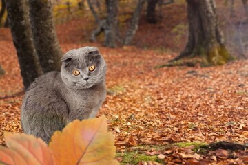 Cute fluffy cat in autumn foliage.