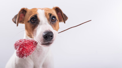 The dog holds a heart in his mouth on a white background. Greeting card with loving Jack Russell Terrier.