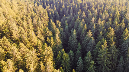 Aerial drone shot of a forest at sunset. Arial view of green forest. Drone shot
