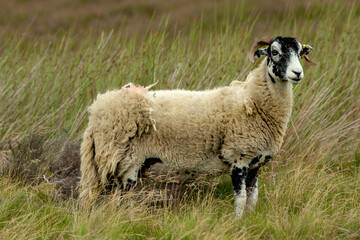 Fototapeta premium Close up of a Swaledale Ewe or female sheep in Summer. Facing front and stood in natural moorland habitat. Swaledale sheep are a breed native to North Yorkshire, UK. Copy space.