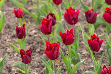 burgundy tulips in the spring